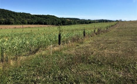 Plot_1_year_after