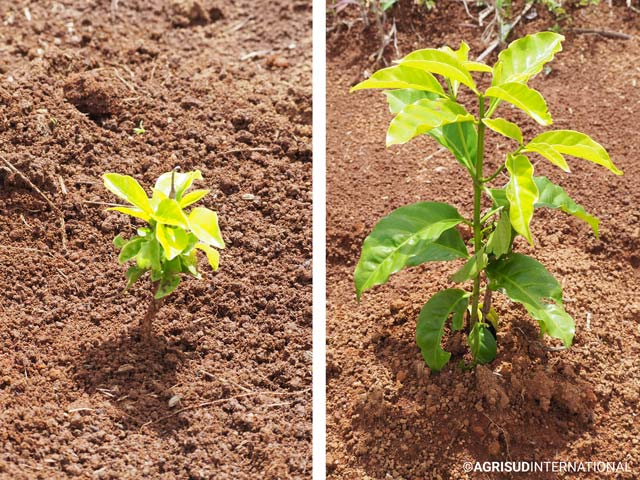 difference_croissance_cause_gel_sur_plants_cafe_madagascar