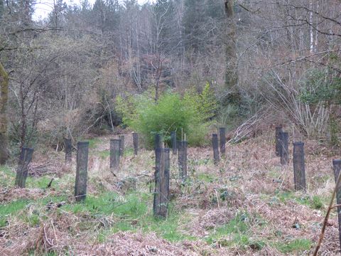 Plantation_tilleuls3_resultat