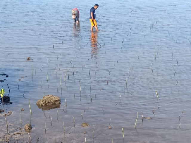 Picture 2_Planting the seedlings_resultat