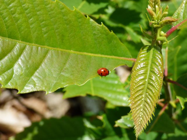 Coccinelle sur une feuille de châtaignier © A Tree for You_resultat