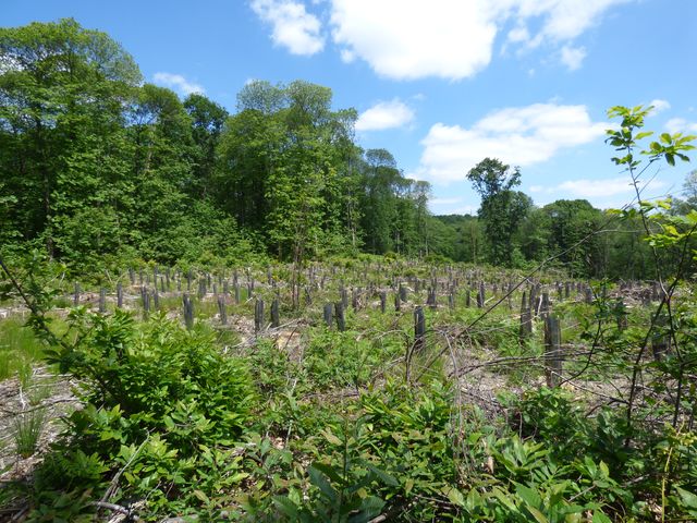 Parcelle 104 de plantation © A Tree for You_resultat