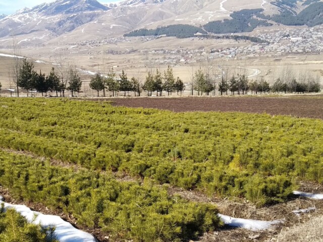 Jeunes plants de la pépinière de Margahovit, qui seront plantés dans la forêt communautaire de Dzoraglukh ©ONG Shen