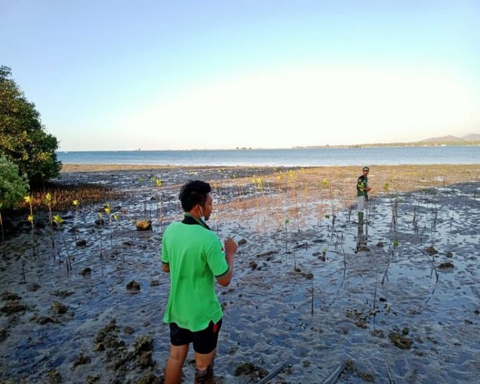 Monitoring mangroves and maintenance work in Bali - A TREE FOR YOU