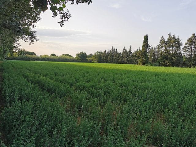 parcelles_grand_singe(c)AFAF (1)_resultat
