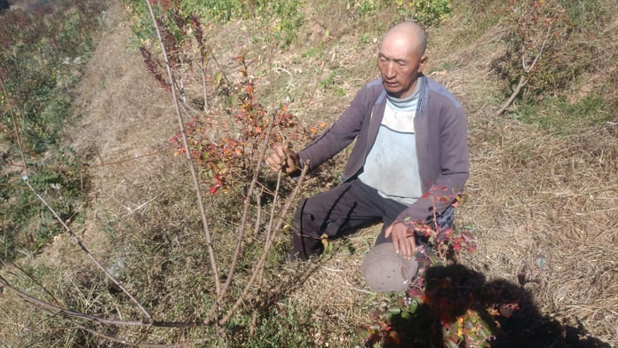 Follow-up visit in 2022 to the plot of a beneficiary holding a plum tree ©PUR Project