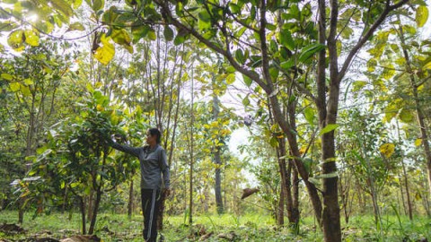 2022, Thamma Raksa: Visite de suivi sur les parcelles d'une bénéficiaire du projet ©PUR Projet