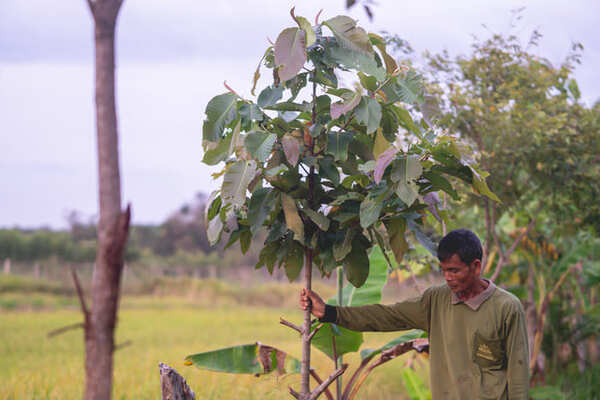 Tree planted by a project beneficiary in 2020 ©PUR Project