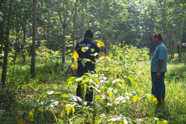 Monitoring of the plantations by the local PUR Projet technical team ©PUR Projet