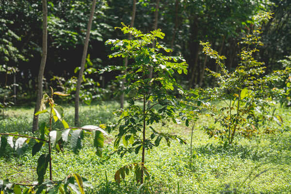 2020 Plantations on the Dhamma Raksa project in Thailand ©PUR Project