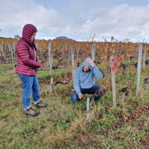 Visite des parcelles des domaines Cormeil à Saint Emilion ©AFAF