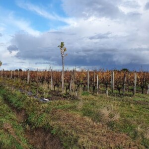 Plots of the Cormeil estates in Saint Emilion ©AFAF