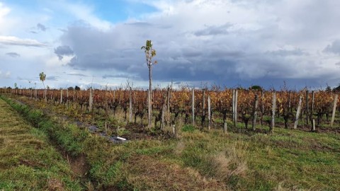 Plots of the Cormeil estates in Saint Emilion ©AFAF