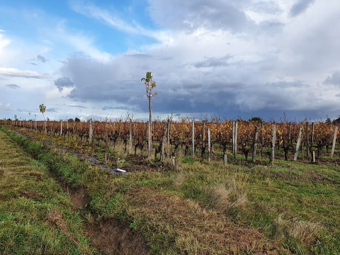 Plots of the Cormeil estates in Saint Emilion ©AFAF