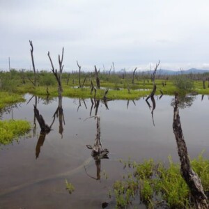 Exemple de zone de mangrove dégradée du site © Humedales Sustentables A.C.