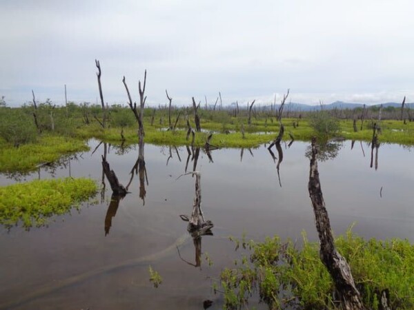 Exemple de zone de mangrove dégradée du site © Humedales Sustentables A.C.