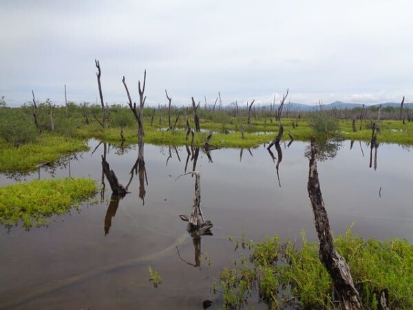 Example of degraded mangrove area of the site © Humedales Sustentables A.C.