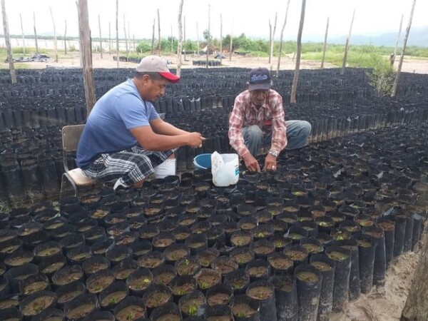 Setting up of the community nursery and training in nursery maintenance by local communities © Humedales Sustentables A.C.