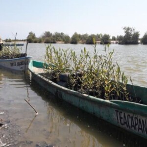 Planting days to restore mangroves with local fishing communities © Humedales Sustentables A.C.