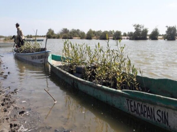 Planting days to restore mangroves with local fishing communities © Humedales Sustentables A.C.