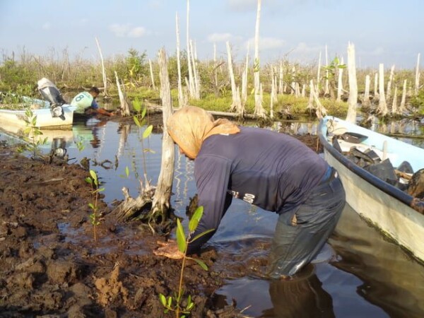 Travaux de plantation pour restaurer les mangroves avec les communautés de pêcheurs © Humedales Sustentables A.C.