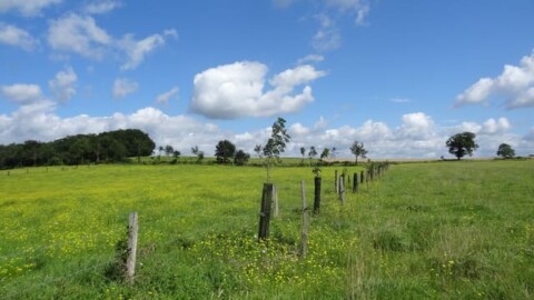 View of a tree line and the developed and managed grass strip © Sénégas