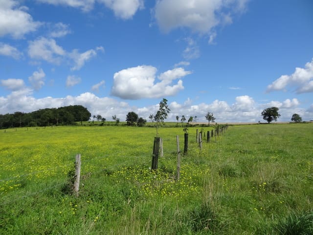 View of a tree line and the developed and managed grass strip © Sénégas