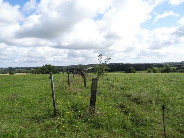 Bon taux de croissance des arbres sur la parcelle © Sénégas