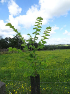 Bonne reprise et croissance des arbres intra-parcellaires © Sénégas