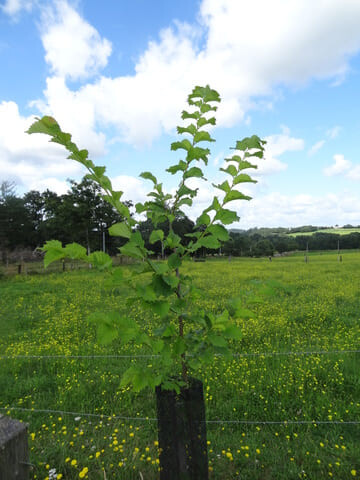 Good survival and growth of trees within plots © Sénégas