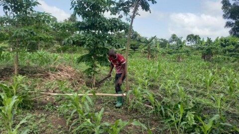 Bénéficiaire du projet lors de l'entretien des arbres fertilitaires plantés dans son champ de maïs ©APAF Togo