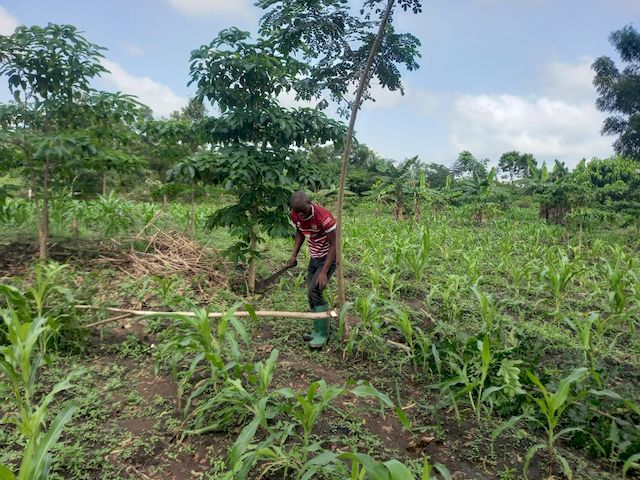 Bénéficiaire du projet lors de l'entretien des arbres fertilitaires plantés dans son champ de maïs ©APAF Togo