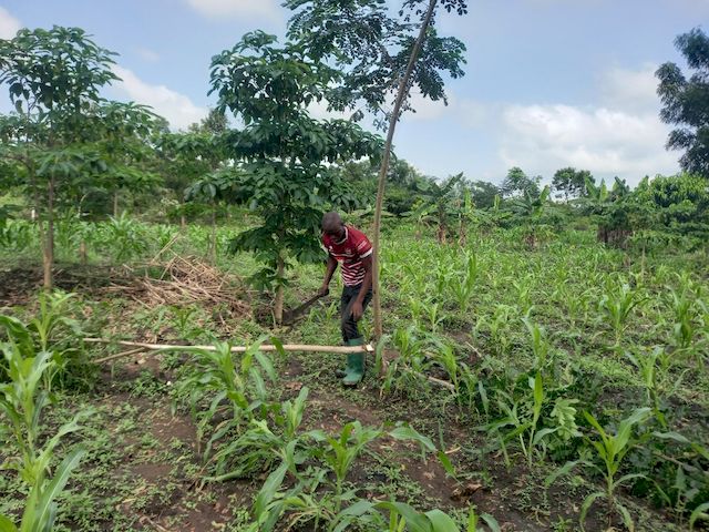 Project beneficiary during the maintenance of fertilizer trees planted in his maize field ©APAF Togo