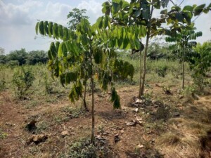 Khaya grandifolia de 2 mètres de hauteur <a class='bp-suggestions-mention' href='https://www.atreeforyou.org/membres/apaf/' rel='nofollow'><p id=