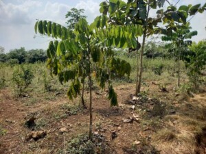 Khaya grandifolia, 2 metres tall ©APAF Togo