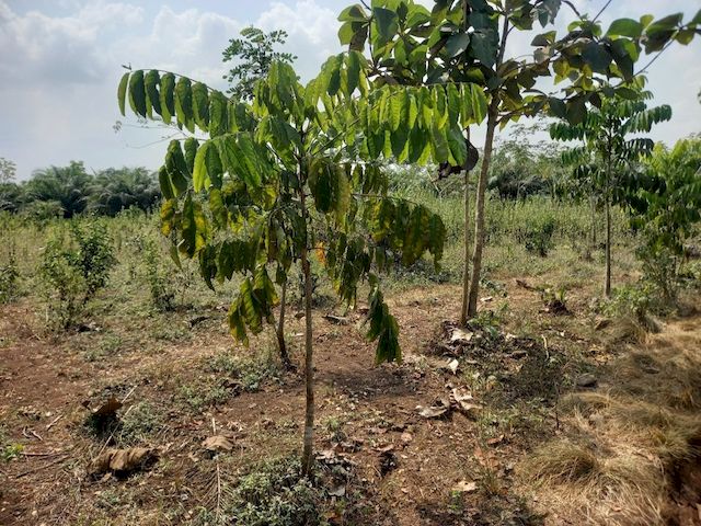 Khaya grandifolia, 2 metres tall @APAF Togo