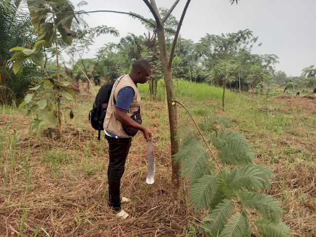 Paul, local technician, giving pruning training on an Albizia stipulata ©APAF Togo