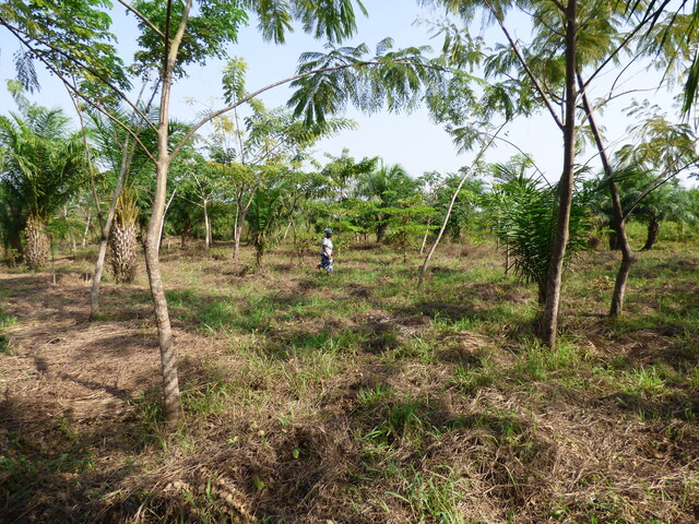 202312 ATFY - Dame dans son champs agroforestier - Klokpoe, Togo - A Tree for You redim