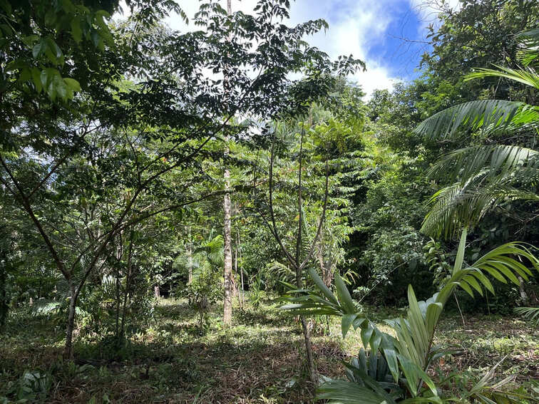 Chez LAF Guyane-une des parcelles VEGA bis-credit ATFY(1)