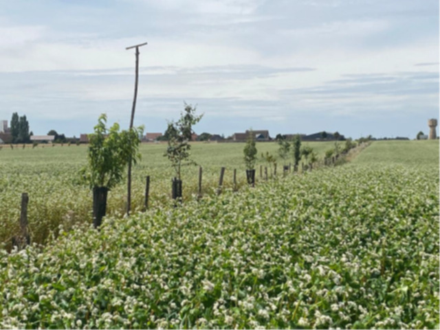 Photo1 de la plantation août 2024 ©AFAF