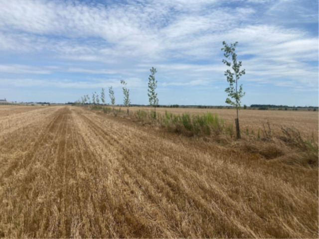 Photo3 de la plantation août 2024 ©AFAF