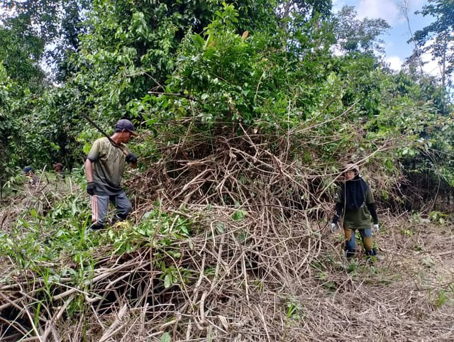 Site preparation at Kaboi Stumping 5.0 - clearing climbers