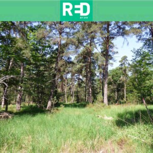 Des plantations pour la résilience et diversité dans la forêt de Fontainebleau 2026-2027, France - avec RED by SFR