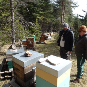 Educational project for a honey forest in the Lozère region of France 2026-2032