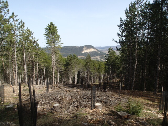 Lozere ilot de plantation Lozere ENG