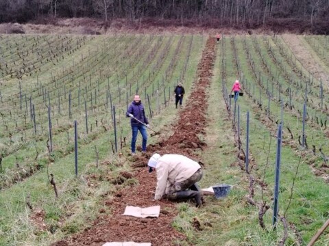 Plantations effectuées au cours de l'hiver 2024-2025 ©La Cuverie