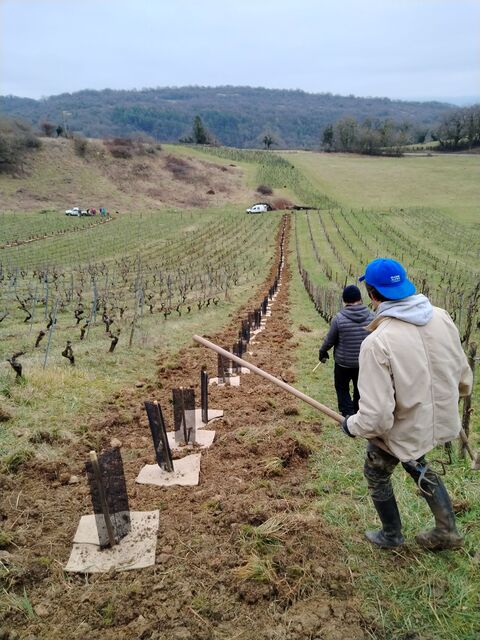 Installing stakes, tree guards and a mulch mat © La Cuverie